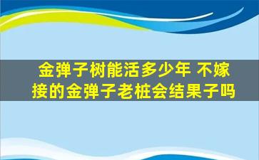 金弹子树能活多少年 不嫁接的金弹子老桩会结果子吗